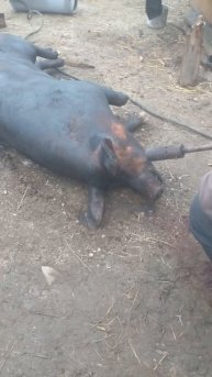 сало вы духовке