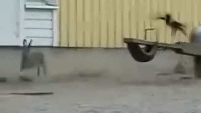 Заяц против вороны (hardcore)