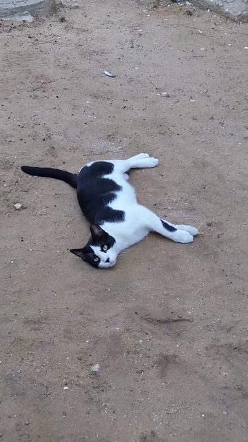 Кот на песке кувыркается в тоске 😹 Смешные коты 🐈 Tuxedo cat rolls on sand 😸 Funny cats 😻 Meme Pet