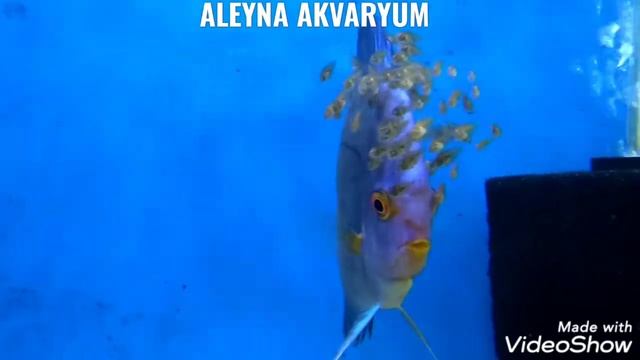 Blue Diamond Discus  BABY DİSCUS