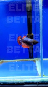 Рыбка Петушок Огненный хвост самка