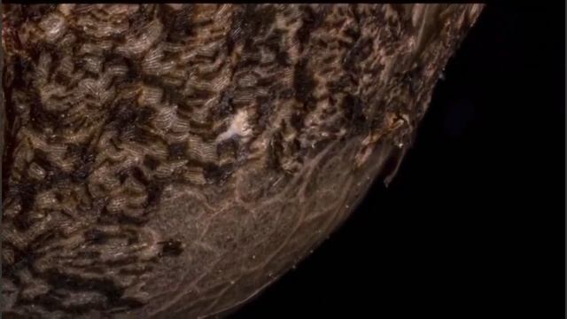 Семя конопли в увеличенном виде