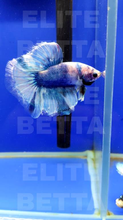 Рыбка Петушок Лазурит самец