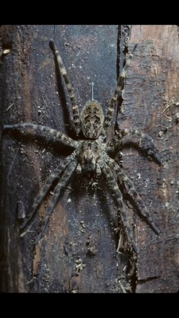 Phobia test, Arachnophobia #creepy #phobia #viral