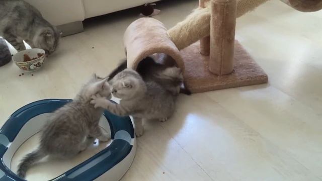 Шотландские котята играют.Прикольное видео. Scottish fold and straight kittens