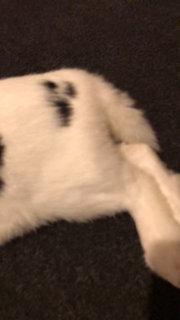 Jurassic rabbit age of small mammals