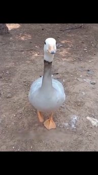 Гусь танцует ИРЛАНДСКИЕ танцы. РЖАЧЬ )))