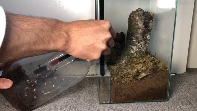 TARANTULA REHOUSING VIDEO - Poecilotheria metallica