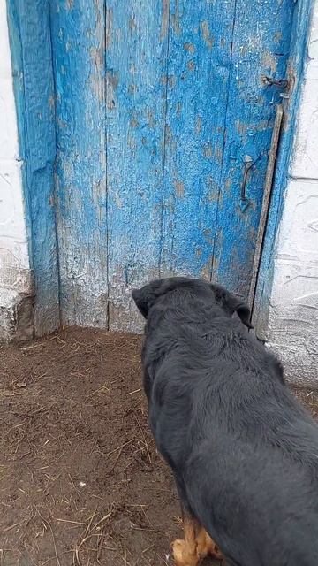 🐶 - Что происходит? Откуда звуки? Что за звуки? 😱