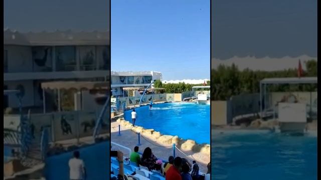 Dolphin Show at Makadi Bay, Hurghada, August 2020