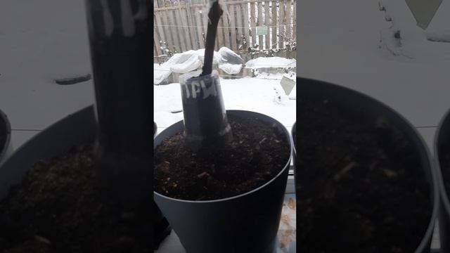 ПОСАДКА ВИНОГРАДА В ЕМКОСТИ  1 часть