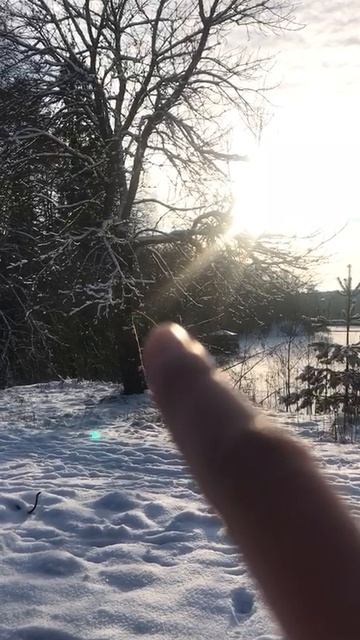 Дерево покрыто снегом.