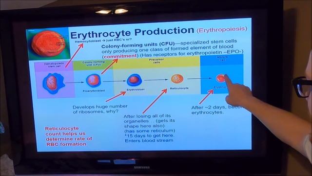 A&P2 lecture 1, Blood