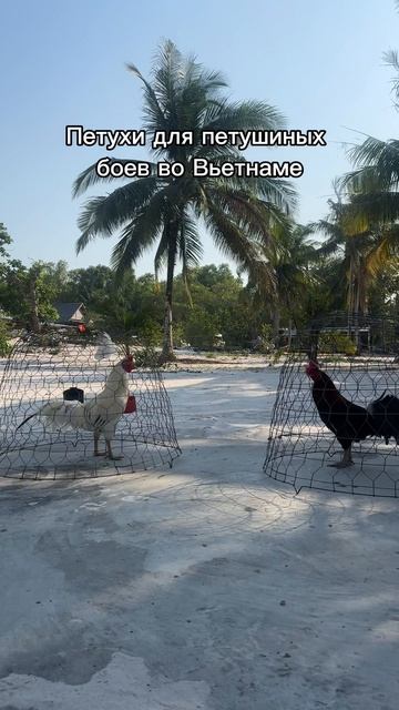 Боевые петухи во Вьетнаме