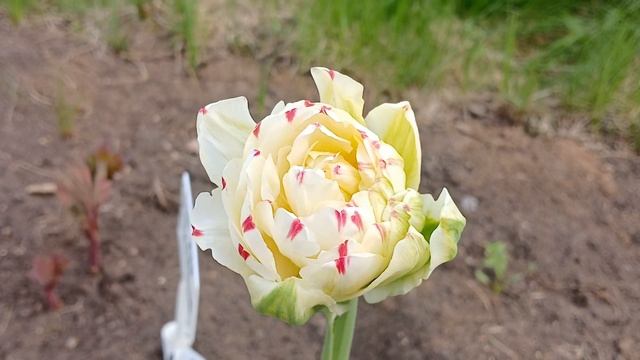 20240525_180032 (online-video-cutter.com)