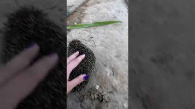 АСМР В саду с другом 🦔/ ASMR garden