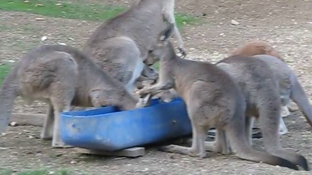 Kangaroo dining time. Gan Guru - גן גורו -
