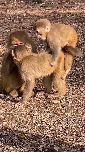 Monkey Life (3428)