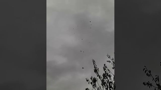 28 октября.Николаевские голуби полеты!