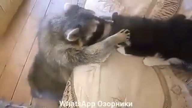 Енот+кот=💜💜💙💙❤💜💜💟💝😍любовь