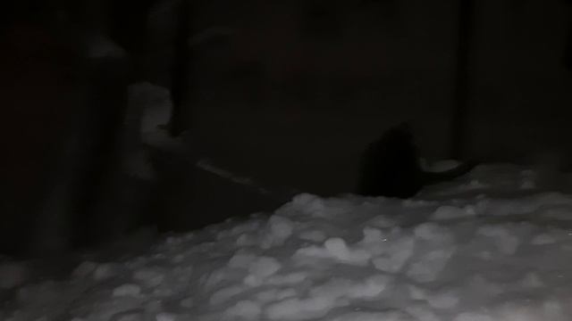 Моня,Зося,зима,вечер,огород,тропинка,блестит снег,едут фары,горят глаза(26.11.24)