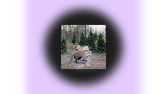 Молли Долли — Кошкодевочка (speed up)