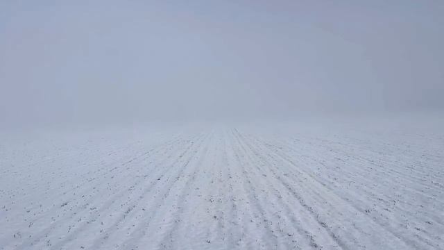 Озимая пшеница 2025. ЗАО «Кировский конный завод».
