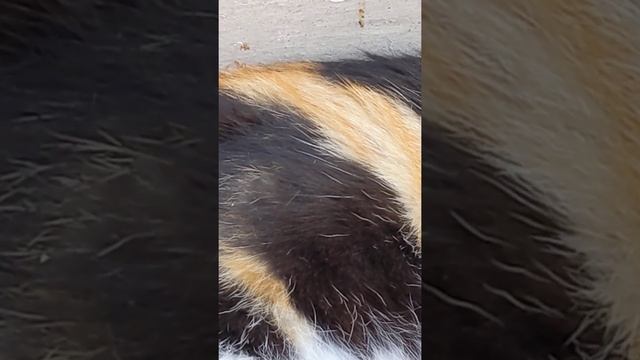 Nice feral calico cat resting 😻 Милая трёхцветная кошка отдыхает Kucing lucu Gato engraçado gracios