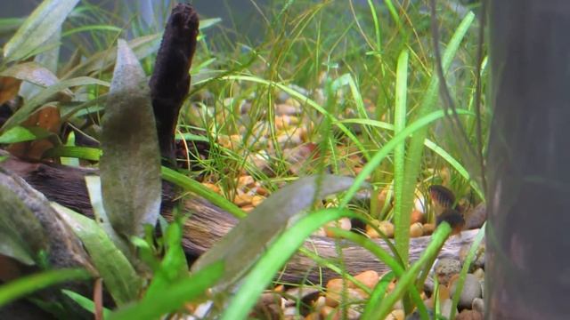 Emerald rasbora sparing (Celestichthys erythromicron)