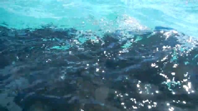 Sting Ray Face Slap In The Open Ocean