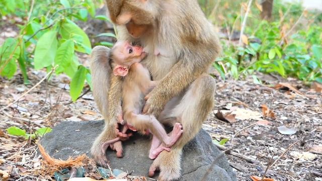 New Mother h😂u-rts n😂ip-ples acts as w😂e-aning cute baby monkey SARO no milk more