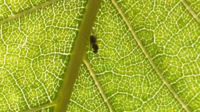 Lotta ad un parassita che distrugge le castagne