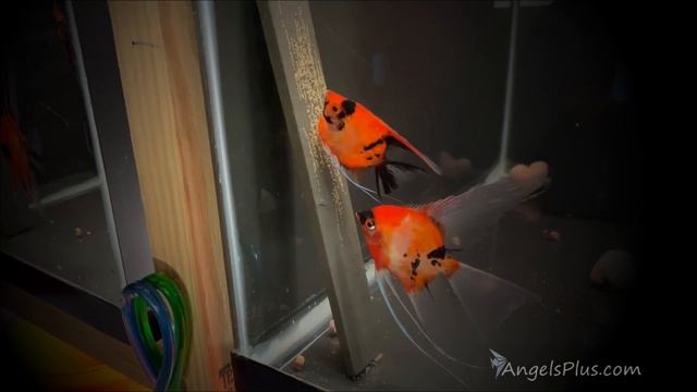 Koi Angelfish Breeding Pair 3217