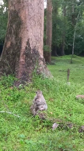 monkey with her baby#ลิง #guenon #monkey #shorts #subscribe