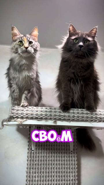 МИФЫ О МЕЙНКУНАХ 2 часть! #cats #мейнкун #top