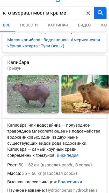 капибара ппц