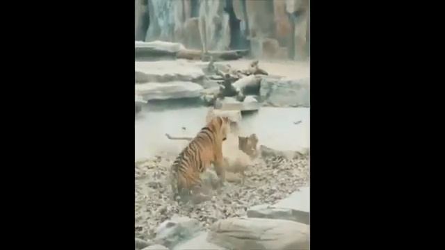 ТИГР ПРОТИВ ЛЬВА | TIGER VS LION