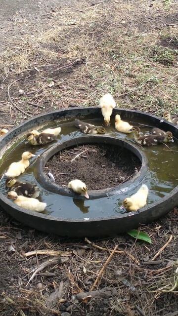 Мускусные утята (индоутята) вышли на водопой, а заодно и покупались. 02.07.2023