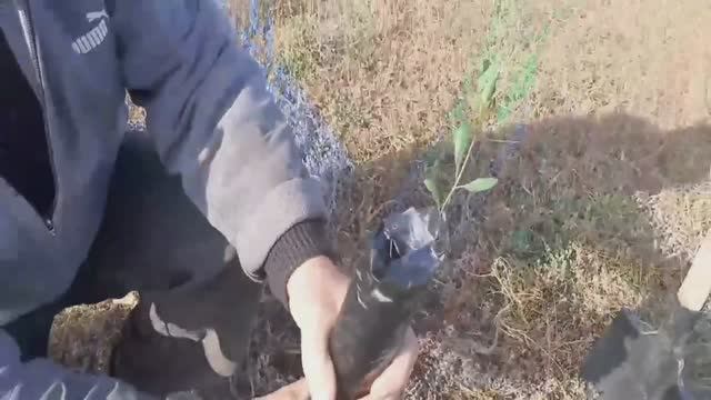 Фисташка Акбари посадка в открытый грунт Россия | Small Gardens