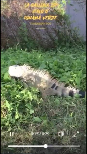 Iguana Verde tomando sol en pose defensiva #Shorts