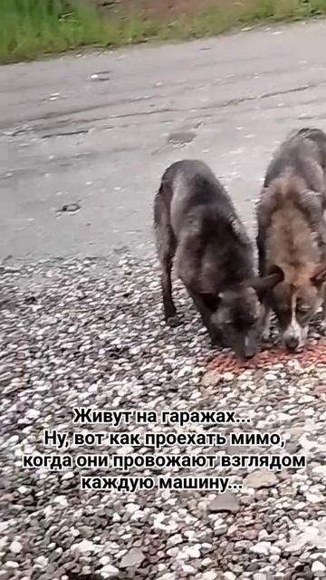 каждый день выходят к дороге покушать... 🐶😢🙏 #животные#собака#бездомыши#собаки#помощь#добро#dog#