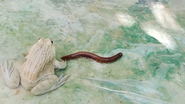 Monster Asian Bullfrogs Vs Millipede, Frog Attack Millipede