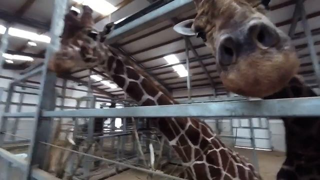 Giraffe's lick camera at Yorkshire Wildlife Park Gopro