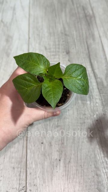 Всем Садовое и цветочное ДОБРОЕ УТРО!
