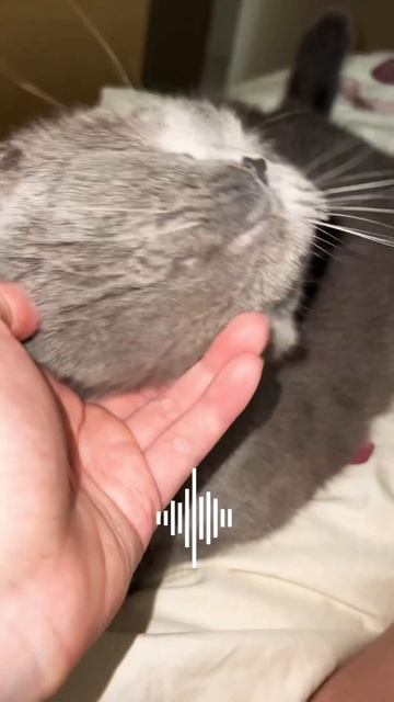 Вечерние ласки. Мурчание котят. Слушать со звуком 👍 Будни котов ❤️Tony и Esenia❤️ #мурчание #2кота