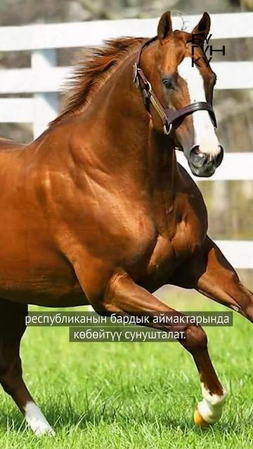 Жылкы багам дегендердин эсине