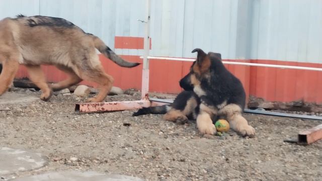 Баларис КРОНОС с любимым мячом,  3 месяца 12 дней