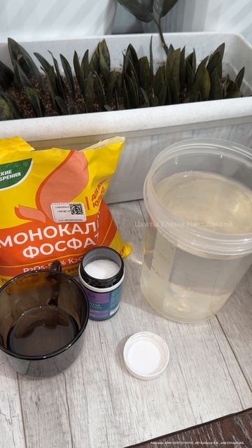 Этот ЭЛИКСИР ТВОРИТ ЧУДЕСА! ЗАМИОКУЛЬКАС БУДЕТ РАСПИРАТЬ ГОРШОК #замиокулькас #удобрение #цветы
