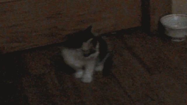 Коты Воители забежали к двуногим!