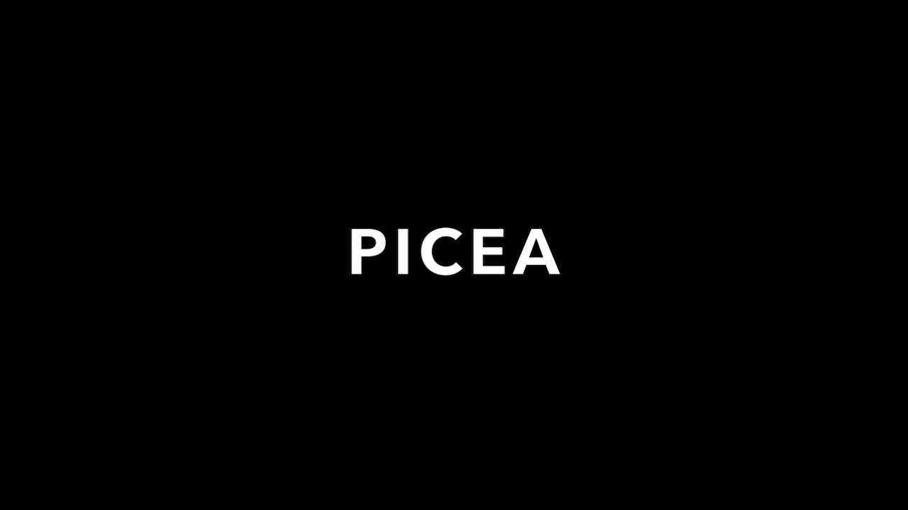 Picea.